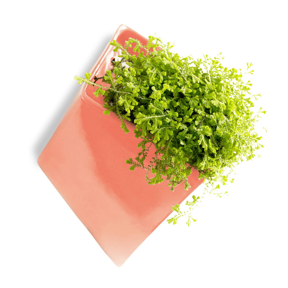 Slab Wall Planter For Succulents - Chive UK