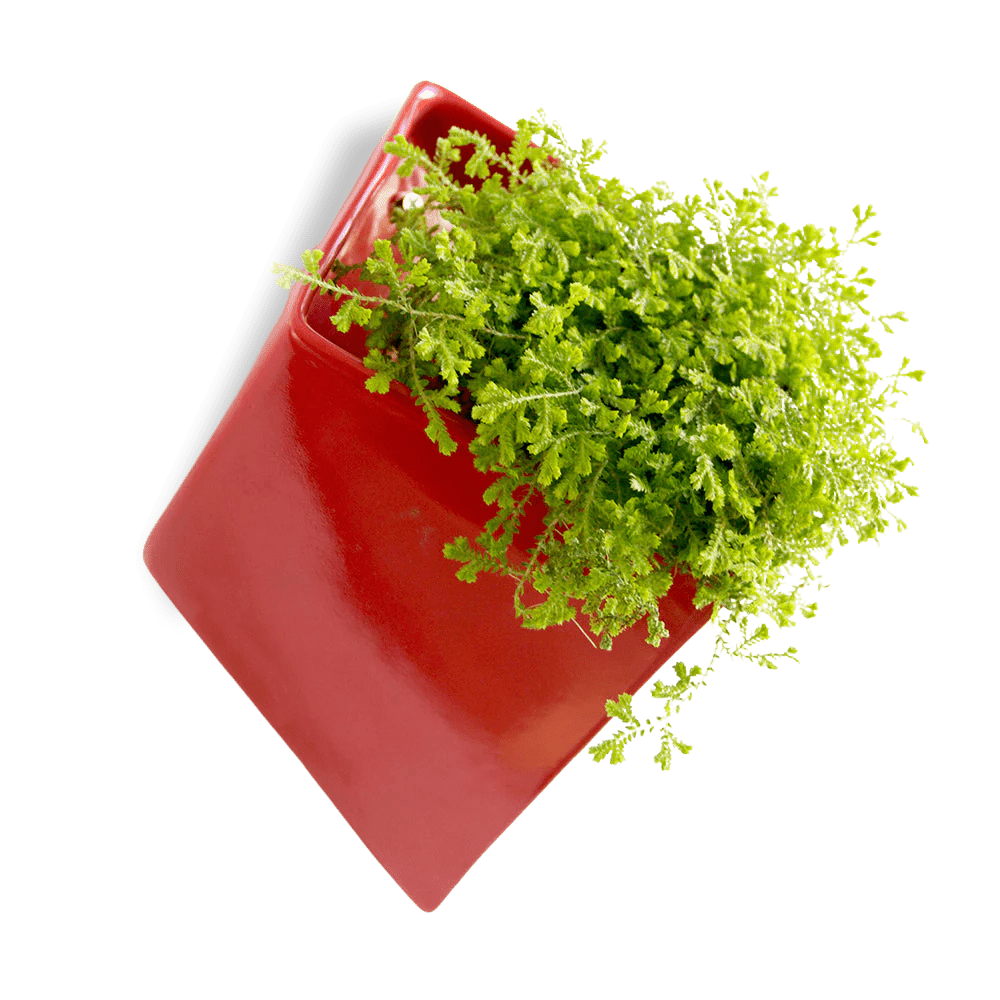 Slab Wall Planter For Succulents - Chive UK