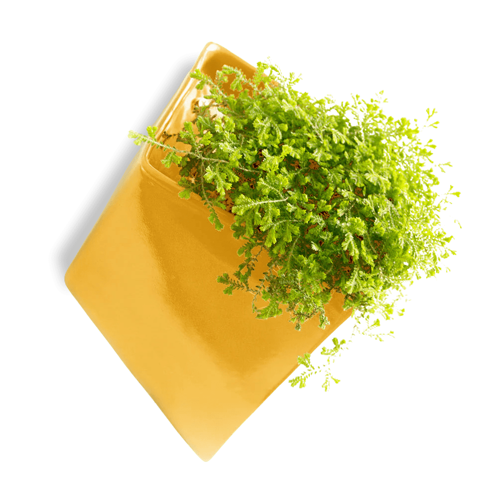 Slab Wall Planter For Succulents - Chive UK