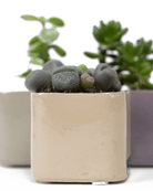 Svek Ceramic Indoor Succulent Pot - Chive UK