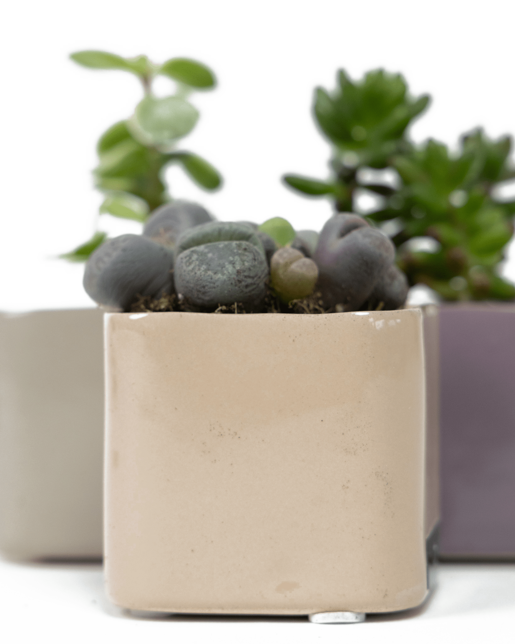 Svek Ceramic Indoor Succulent Pot - Chive UK