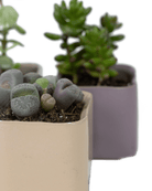 Svek Ceramic Indoor Succulent Pot - Chive UK