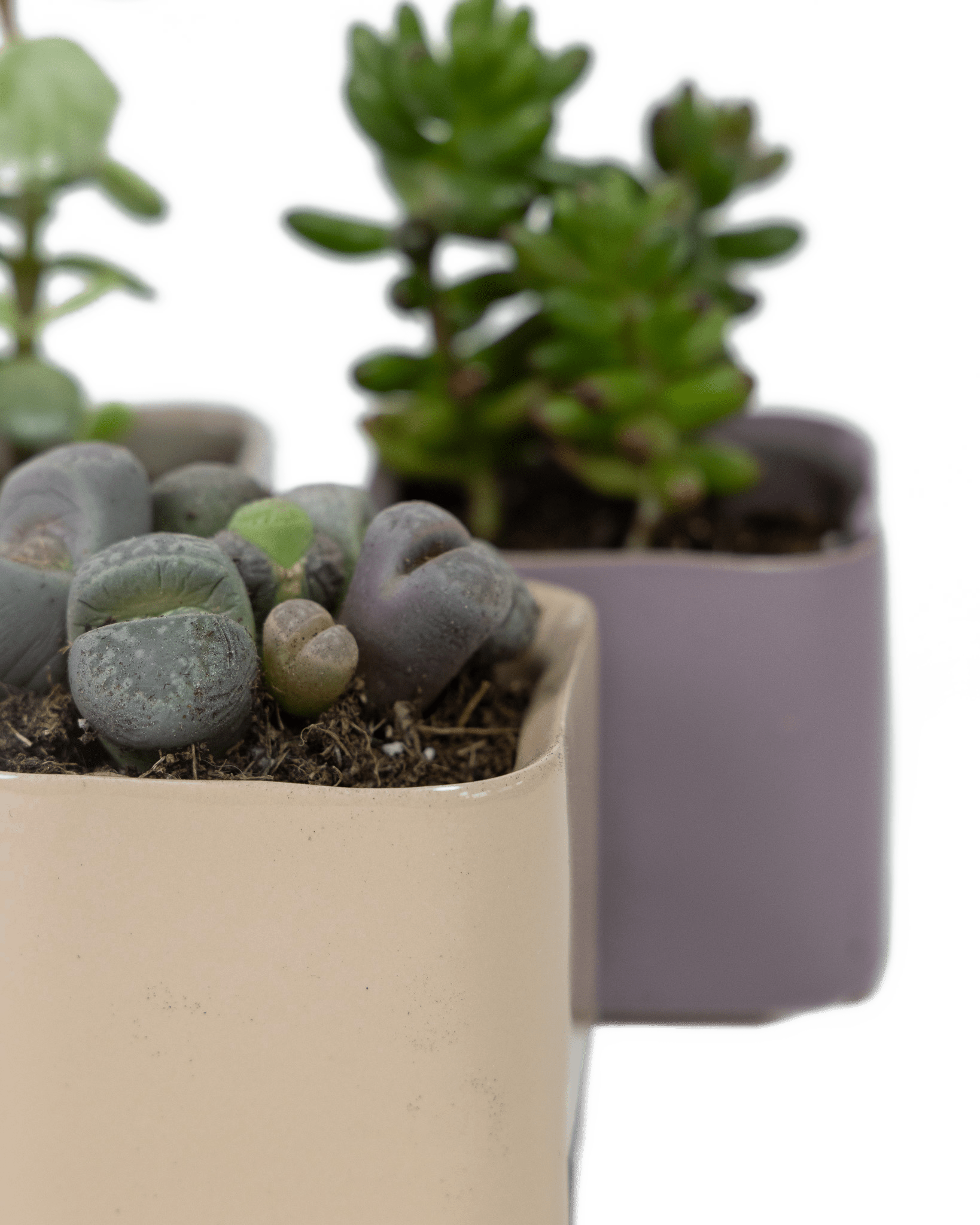 Svek Ceramic Indoor Succulent Pot - Chive UK