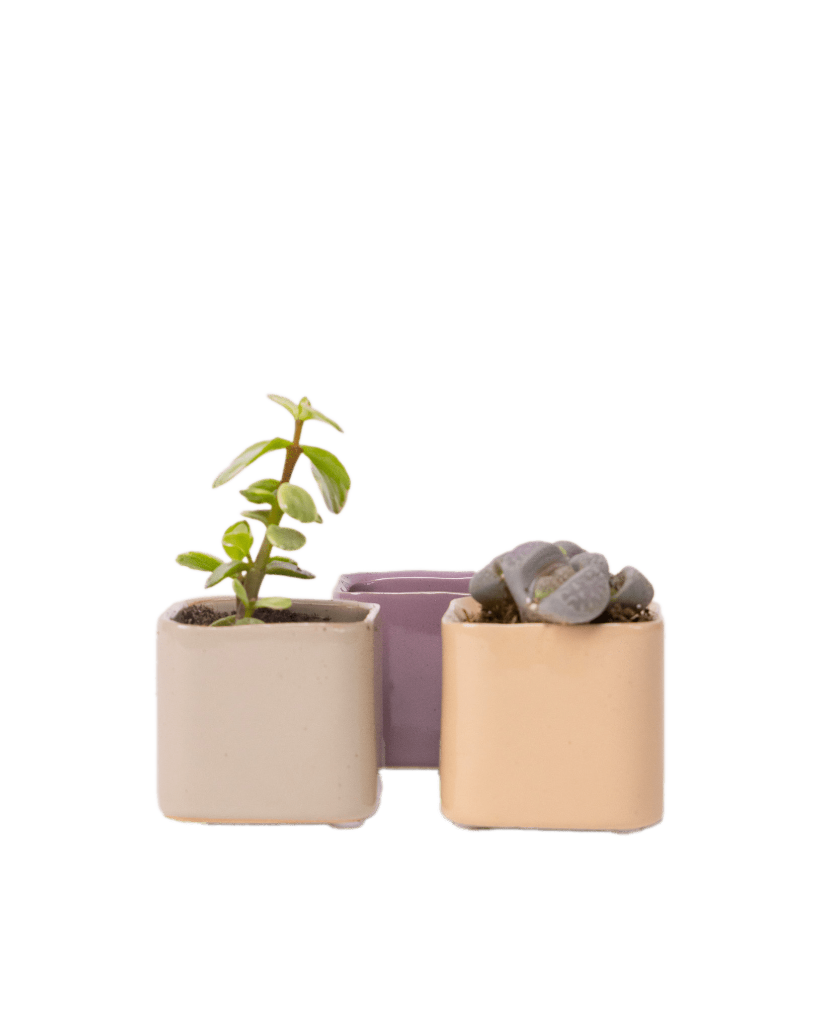 Svek Ceramic Indoor Succulent Pot - Chive UK