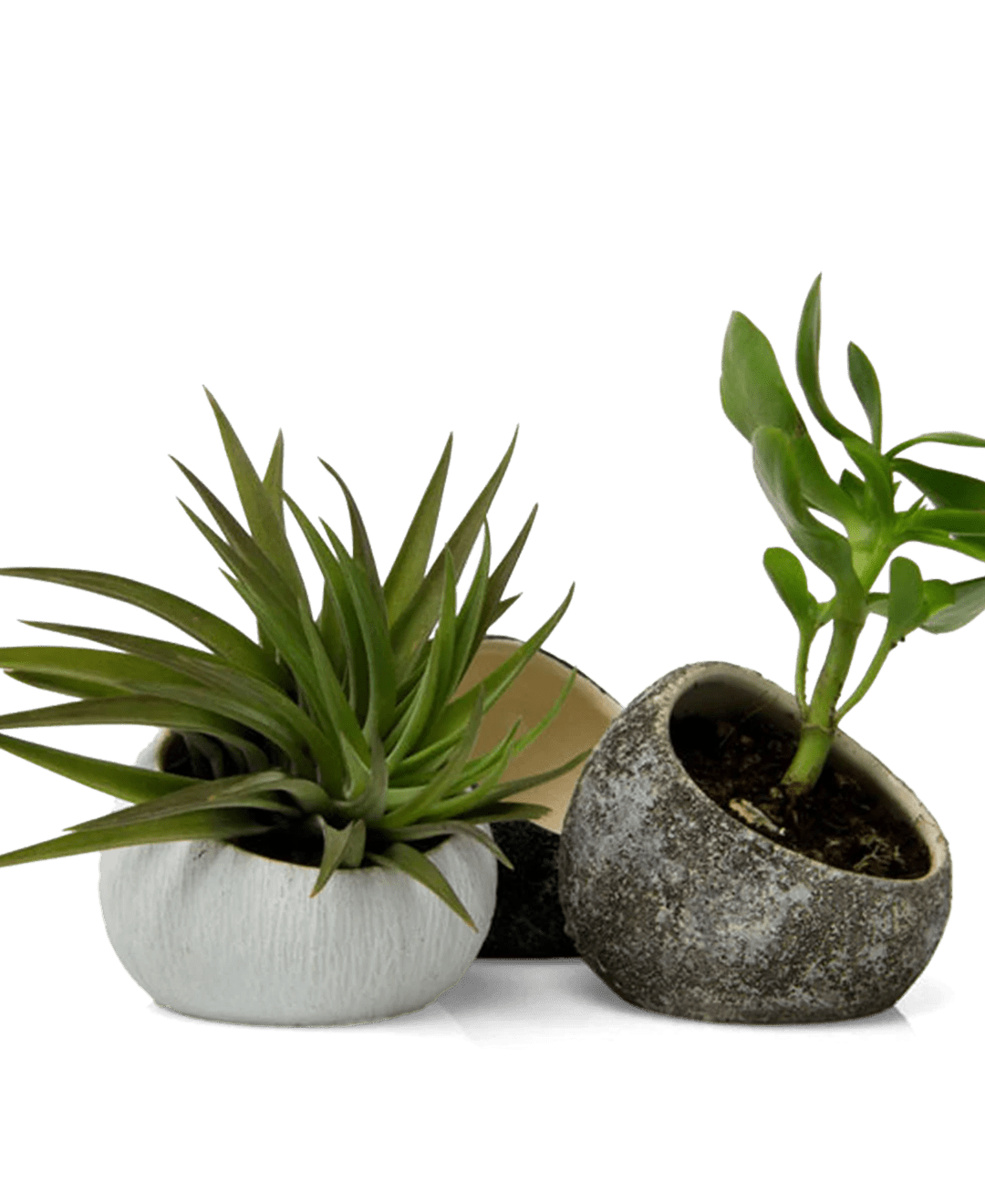 Terrarium Koski Ceramic Air Plant Holder - Chive UK