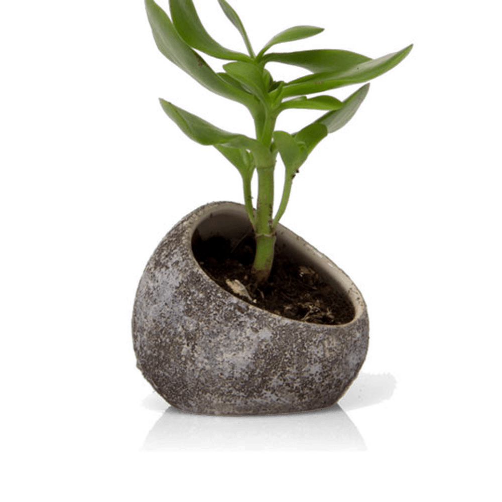 Terrarium Koski Ceramic Air Plant Holder - Chive UK