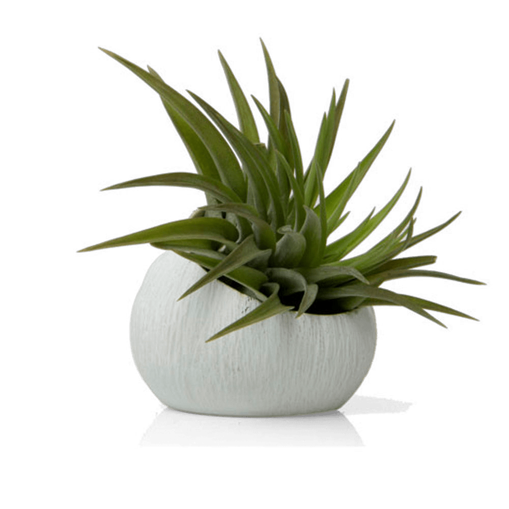 Terrarium Koski Ceramic Air Plant Holder - Chive UK