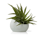 Terrarium Koski Ceramic Air Plant Holder - Chive UK