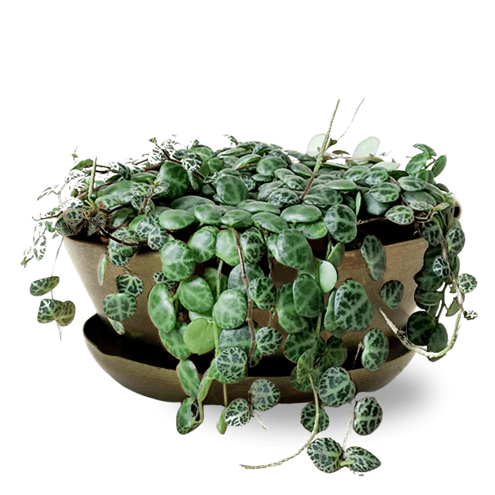 Topper Metal Succulent Dish - Chive UK