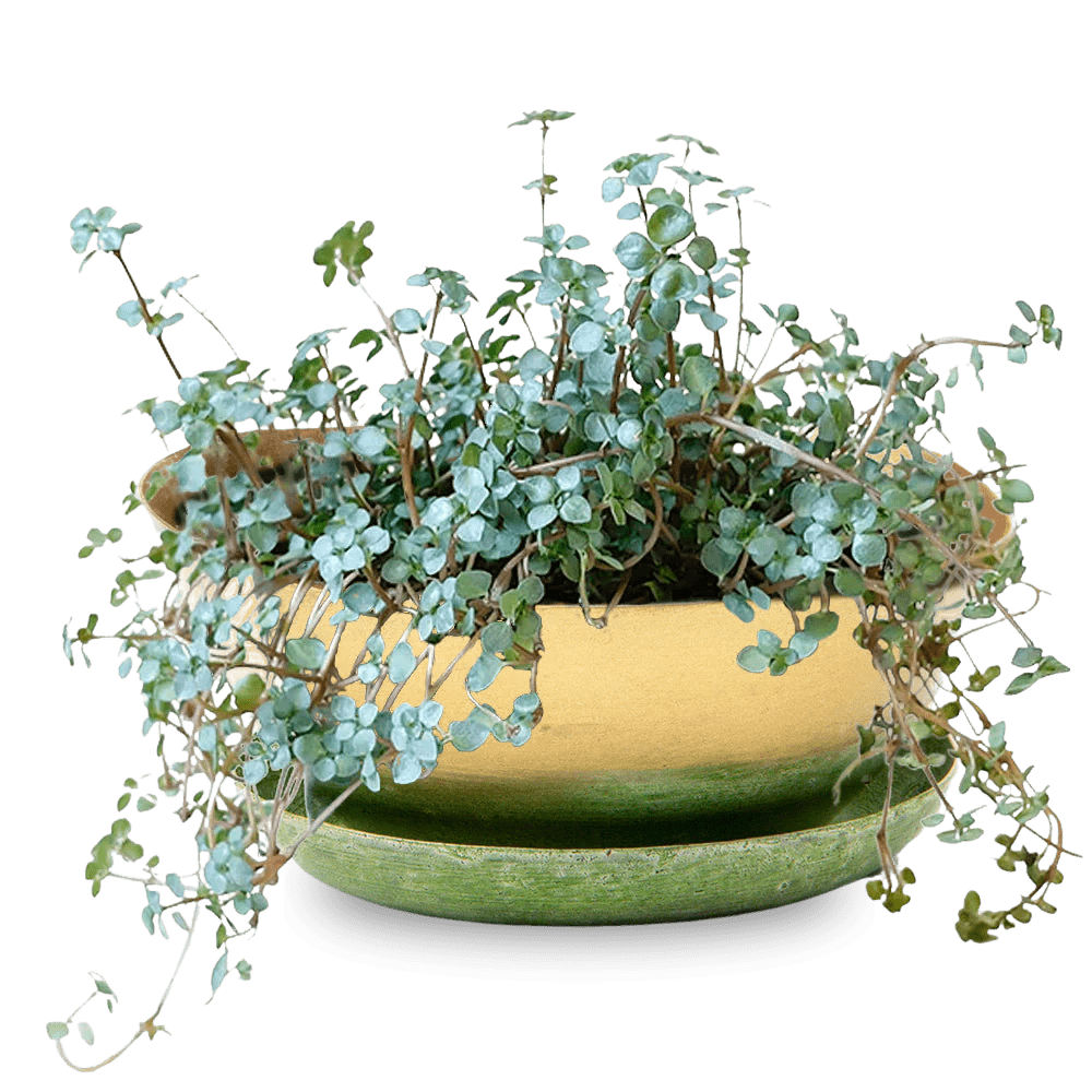 Topper Metal Succulent Dish - Chive UK