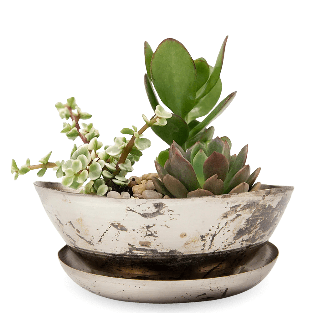 Topper Metal Succulent Dish - Chive UK