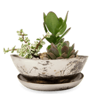 Topper Metal Succulent Dish - Chive UK