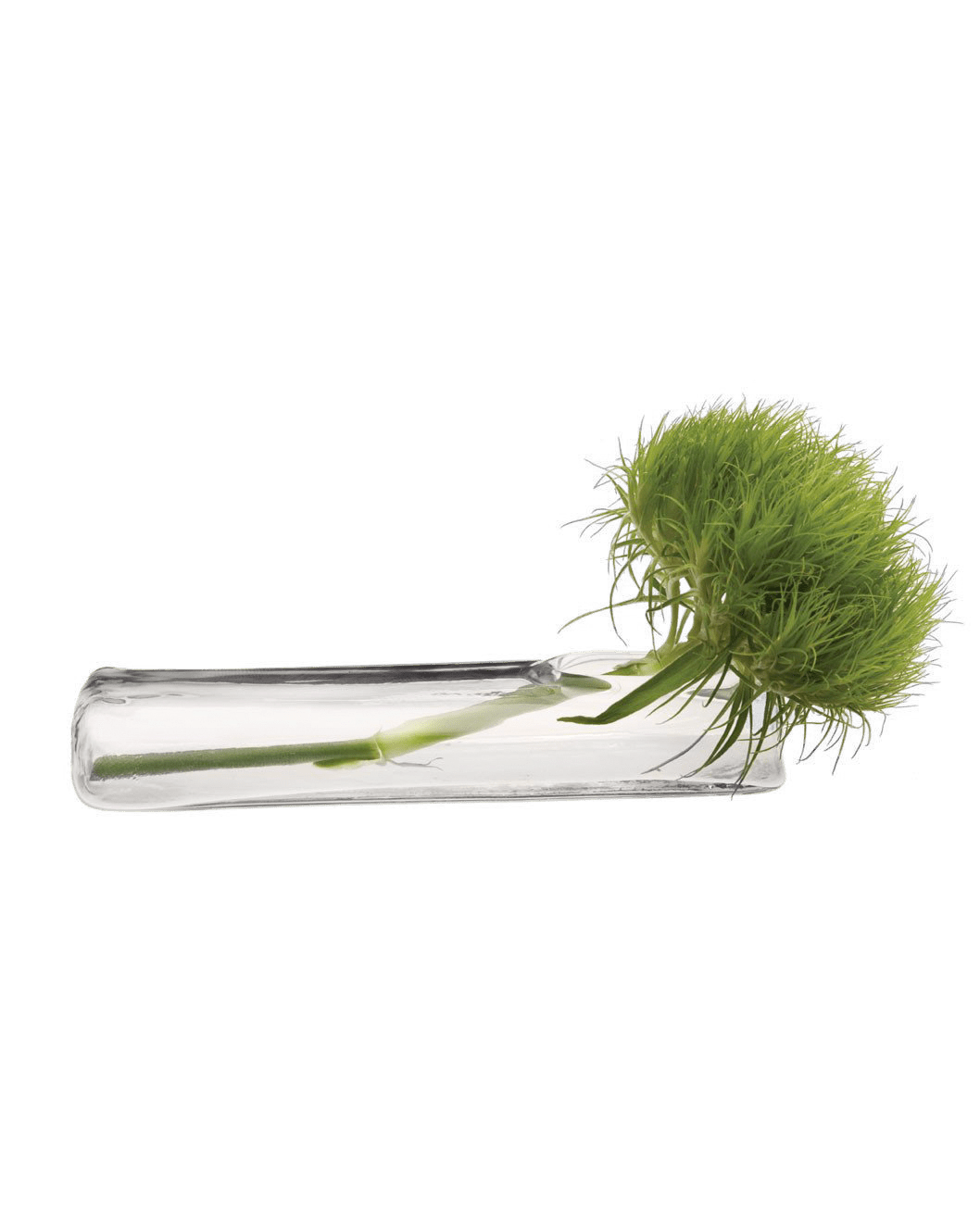 Test Tube Glass Bud Vases - Chive UK