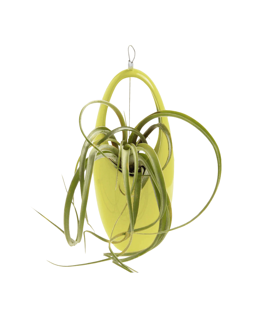 Hanging Aerium Ceramic For Succulents & Ikebana - Chive UK