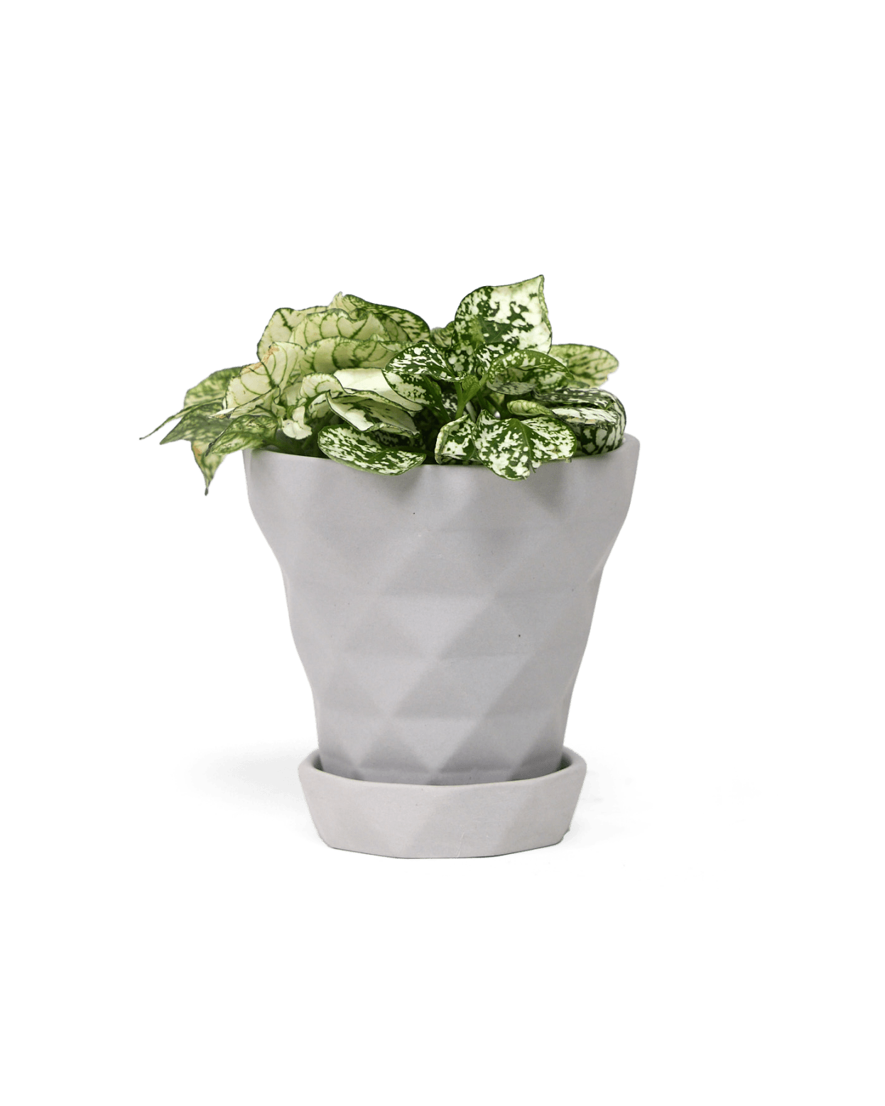 Diamond Porcelain Modern Indoor Plant Pot With Saucer - Chive UK