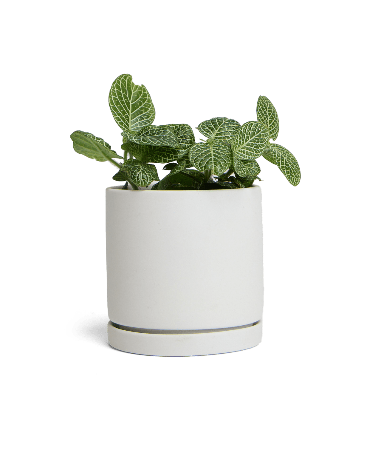 Dojo Porcelain Modern Indoor Plant Pot With Saucer - Chive UK