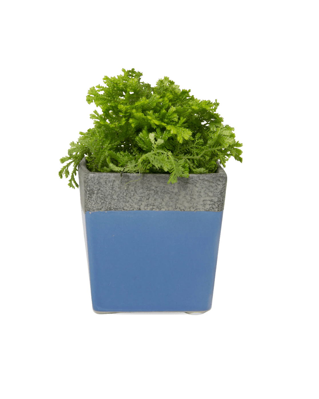 Duo Ceramic Planter With Drainage Hole And Saucer - Chive UK