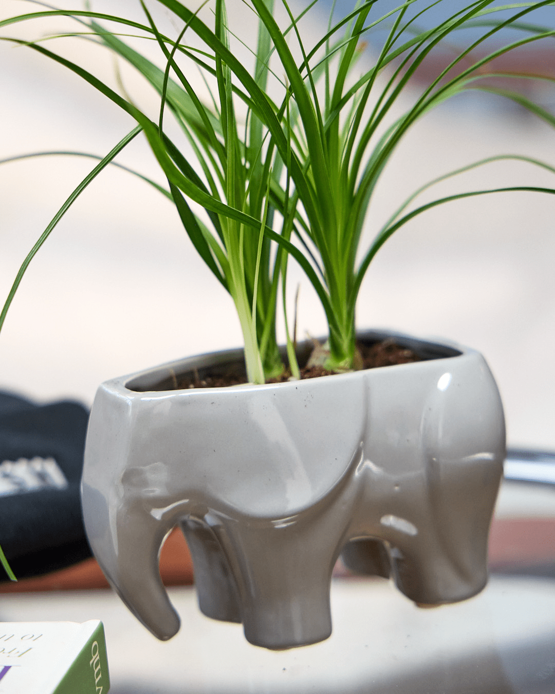 Elephant Ceramic Indoor Plant Pot For Succulents - Chive UK