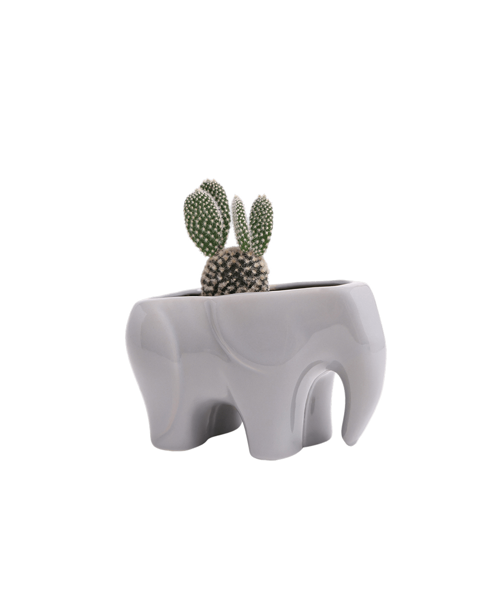 Elephant Ceramic Indoor Plant Pot For Succulents - Chive UK