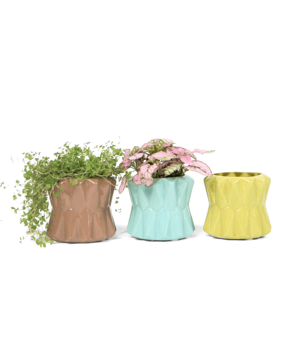 Fang Ceramic Modern Planter For Succulents - Chive UK