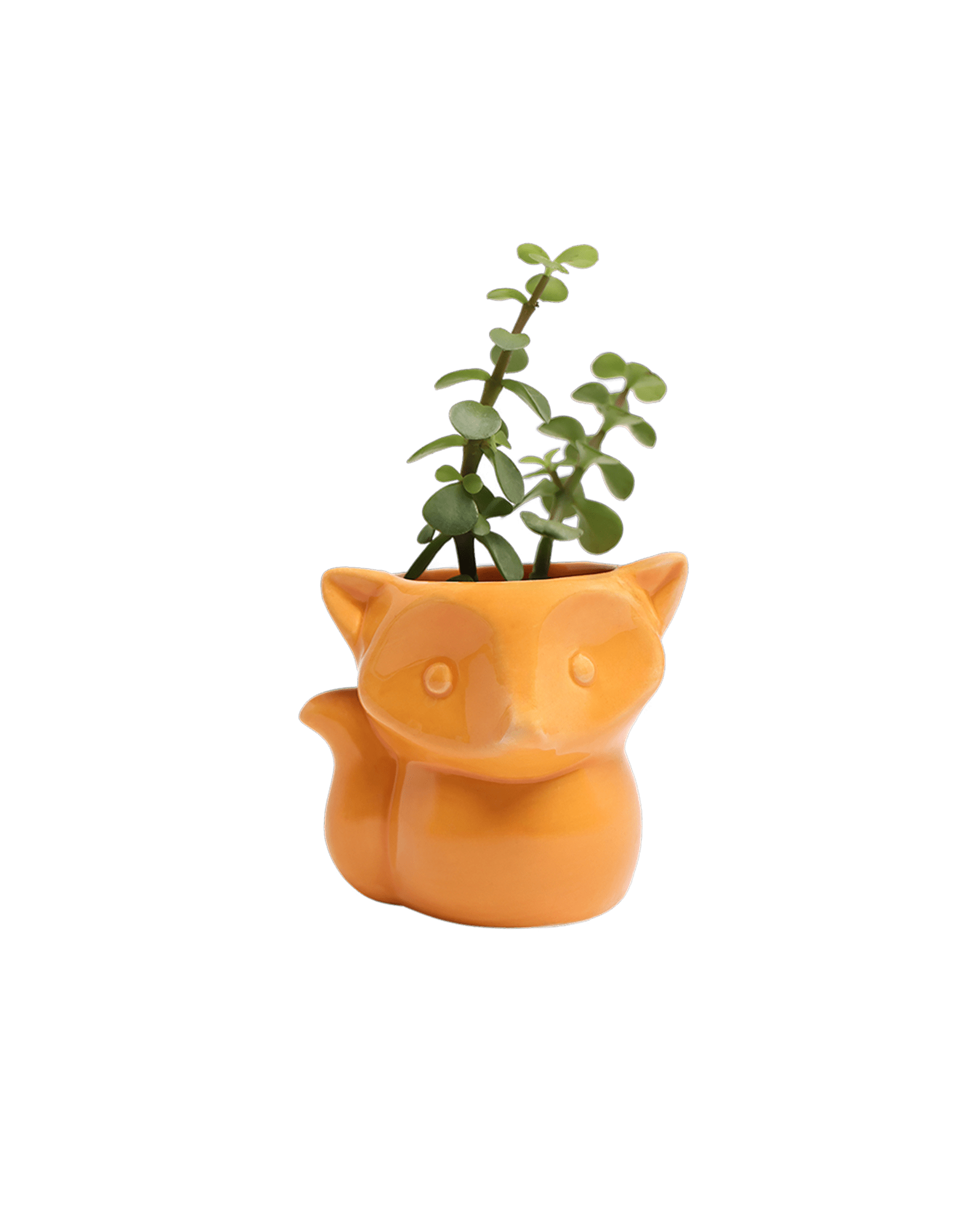 Fox Ceramic Indoor Plant Pot For Succulents - Chive UK