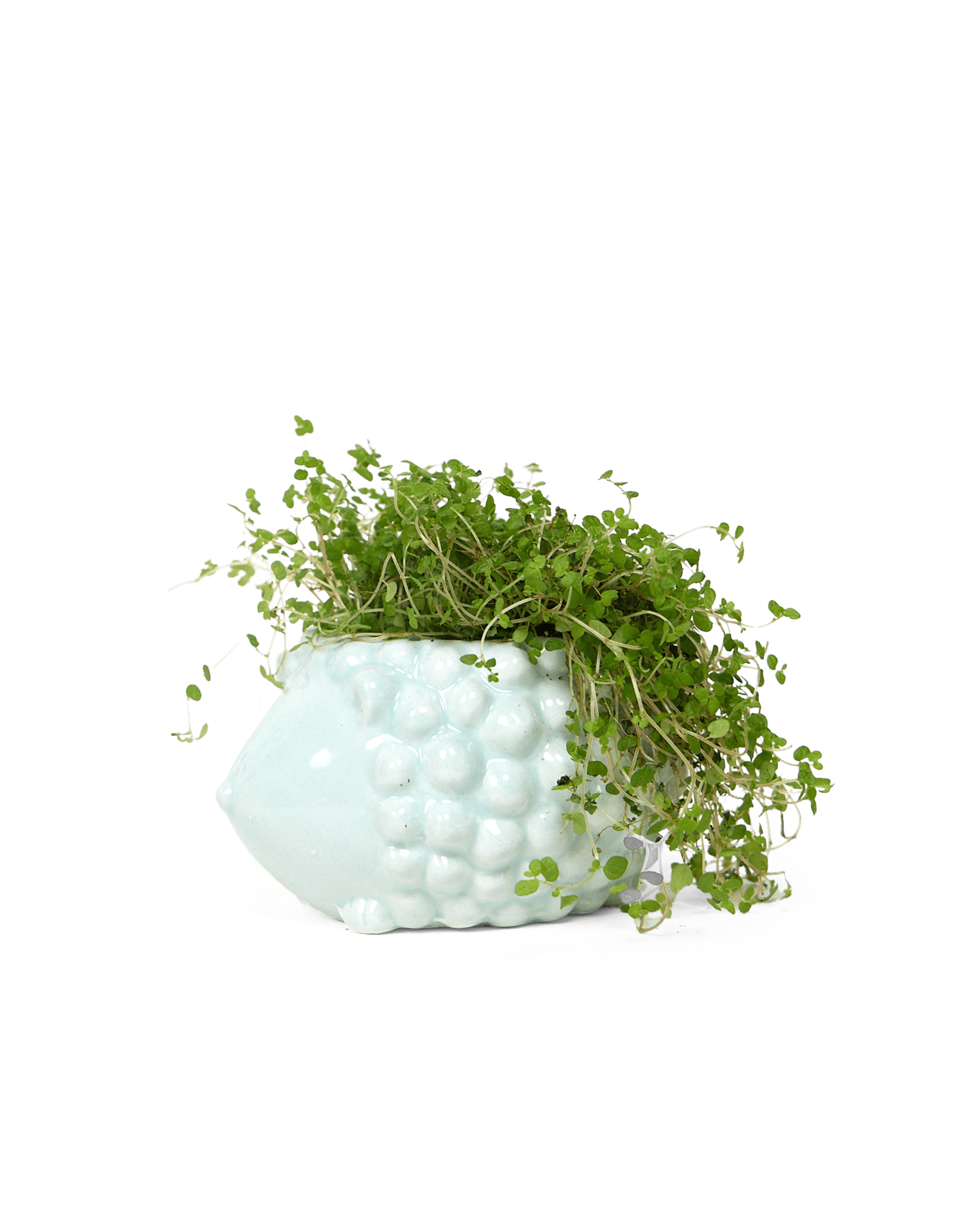 Hedgehog Ceramic Indoor Plant Pot For Succulents - Chive UK