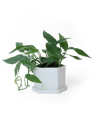 Hexi Porcelain Pot With Drainage Hole - Chive UK