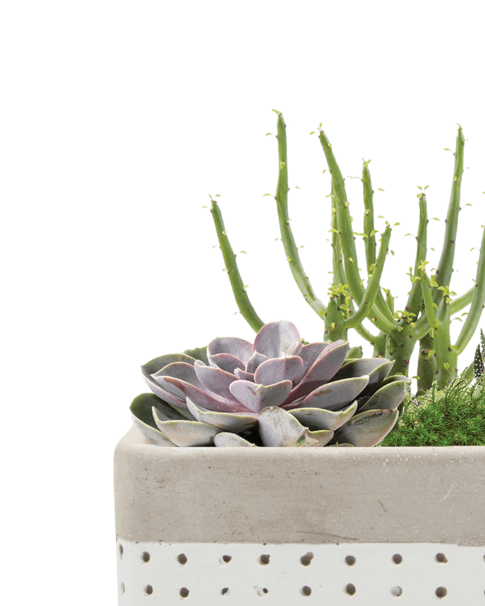 Meraki Cement Planter Pot - Chive UK