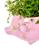 Pig Ceramic Indoor Plant Pot For Succulents - Chive UK