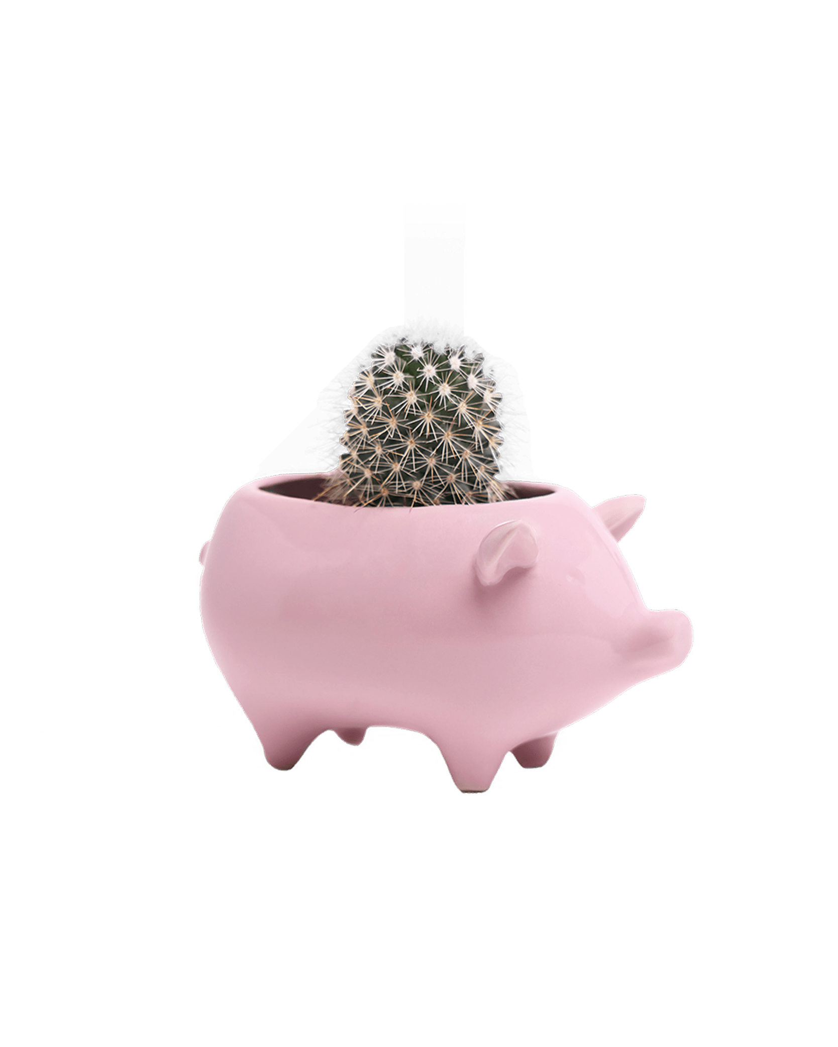 Pig Ceramic Indoor Plant Pot For Succulents - Chive UK