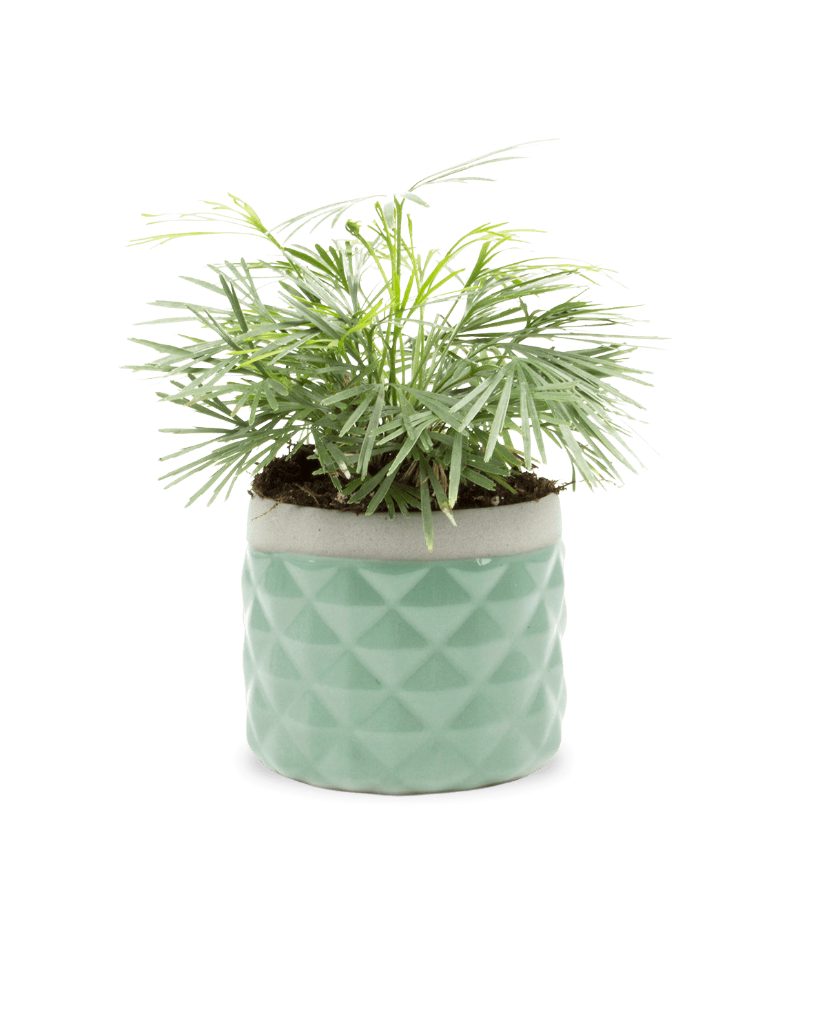 Pina Ceramic Succulent Planter Pot - Chive UK