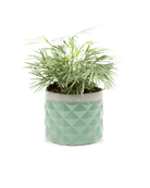 Pina Ceramic Succulent Planter Pot - Chive UK