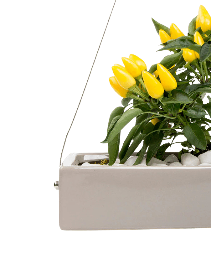 Ragna Ceramic Hanging Planter - Chive UK