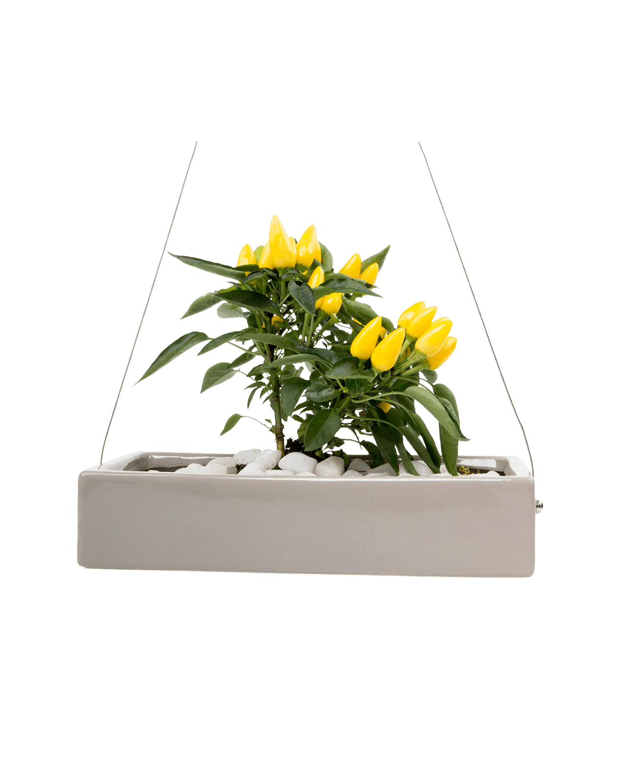 Ragna Ceramic Hanging Planter - Chive UK