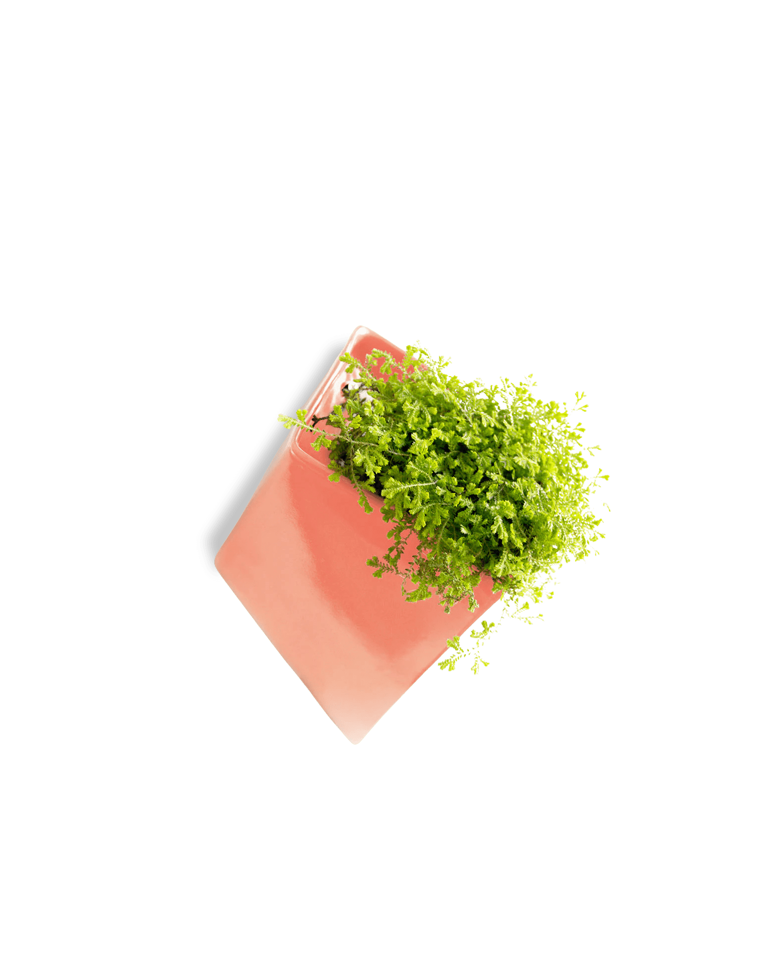 Slab Wall Planter For Succulents - Chive UK