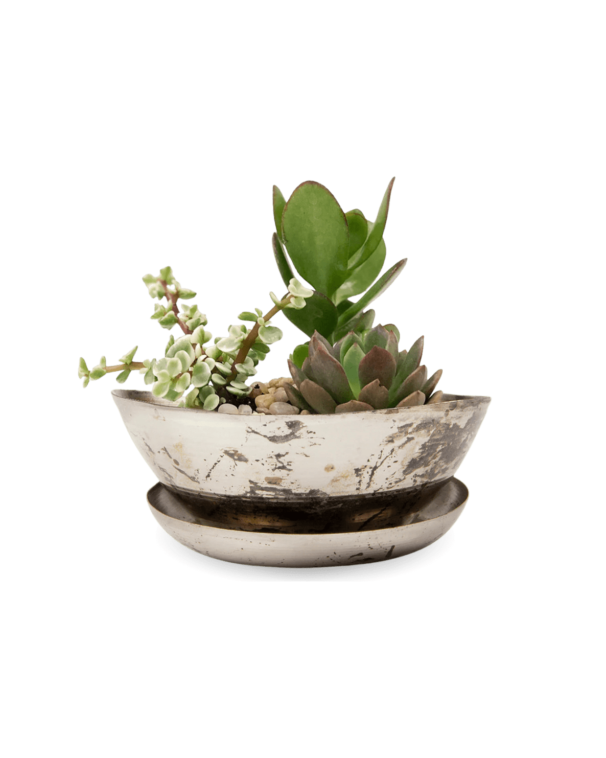 Topper Metal Succulent Dish - Chive UK