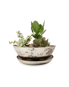 Topper Metal Succulent Dish - Chive UK